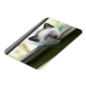 Magnet Flexible Animaux de bébés cutest | Siamese Kitten 2 (Côté Gauche)