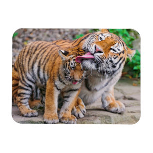 Magnet Flexible Animaux de bébés cutest   Sibérie Tiger Famille