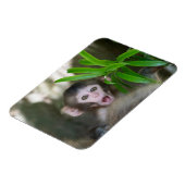 Magnet Flexible Animaux de bébés cutest | Singe des neiges surpris (Côté Gauche)