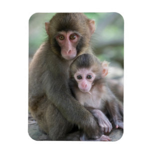 Magnet Flexible Animaux de bébés cutest Singes japonais