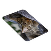 Magnet Flexible Animaux de bébés cutest | Tabby Kitten Sommeil (Côté Droit)