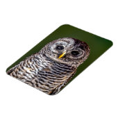 Magnet Flexible Animaux de bébés cutest | Tawny Owl (Côté Gauche)