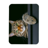 Magnet Flexible Animaux de bébés cutest | Tête de chat gris Tabby (Vertical)