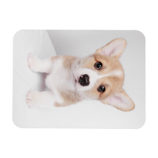 Magnet Flexible Animaux de bébés cutest | Tiny Corgi (Horizontal)