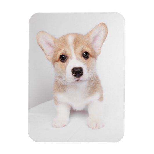 Magnet Flexible Animaux de bébés cutest | Tiny Corgi (Vertical)