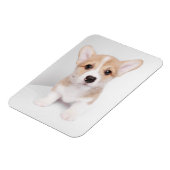 Magnet Flexible Animaux de bébés cutest | Tiny Corgi (Côté Gauche)