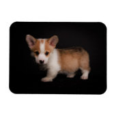 Magnet Flexible Animaux de bébés cutest | Tiny Corgi (Horizontal)
