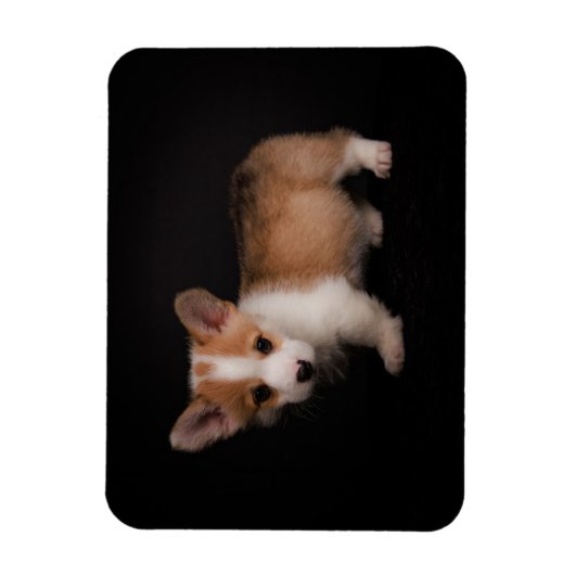 Magnet Flexible Animaux de bébés cutest | Tiny Corgi (Vertical)
