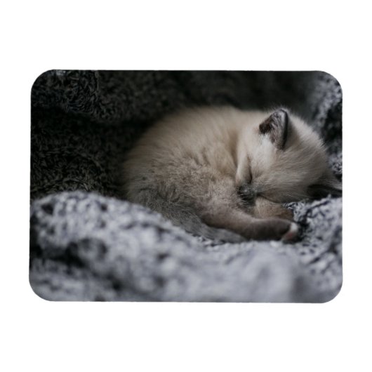 Magnet Flexible Animaux de bébés cutest | Tiny Kitten Dormir (Horizontal)
