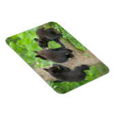 Magnet Flexible Animaux de bébés cutest | Trois jeunes petits ours (Côté Droit)