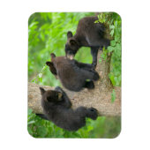 Magnet Flexible Animaux de bébés cutest | Trois jeunes petits ours (Vertical)