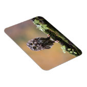 Magnet Flexible Animaux de bébés cutest | Un hibou-bébé (Côté Droit)