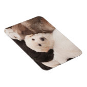 Magnet Flexible Animaux de bébés cutest | Un mignon seau de chiots (Côté Droit)