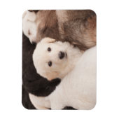 Magnet Flexible Animaux de bébés cutest | Un mignon seau de chiots (Vertical)