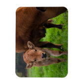 Magnet Flexible Animaux de bébés cutest | Vache et veau (Vertical)