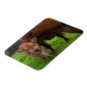 Magnet Flexible Animaux de bébés cutest | Vache et veau (Côté Gauche)