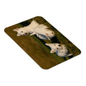 Magnet Flexible Animaux de bébés cutest | West Highland White Terr (Côté Droit)
