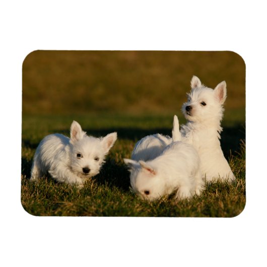 Magnet Flexible Animaux de bébés cutest | West Highland White Terr (Horizontal)