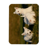 Magnet Flexible Animaux de bébés cutest | West Highland White Terr (Vertical)