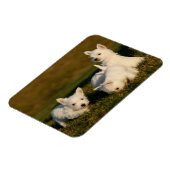 Magnet Flexible Animaux de bébés cutest | West Highland White Terr (Côté Gauche)