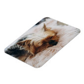 Magnet Flexible Animaux de bébés cutest | Yorkshire Terrier (Côté Gauche)