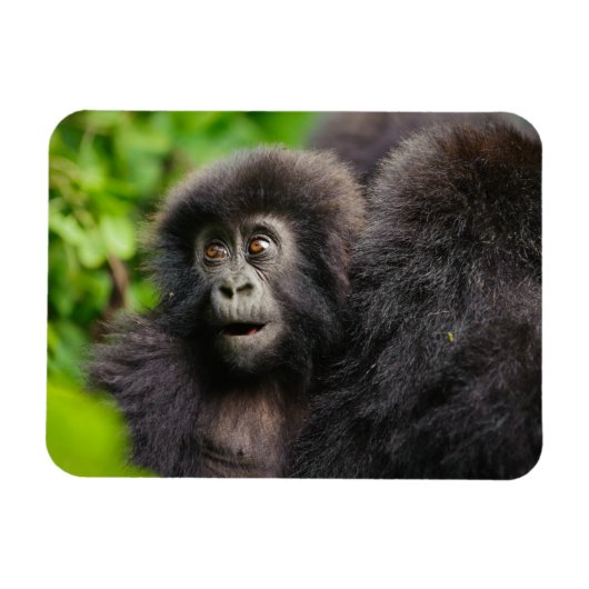 Magnet Flexible Animaux de bébés cutest | Young Mountain Gorilla (Horizontal)