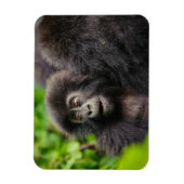 Magnet Flexible Animaux de bébés cutest | Young Mountain Gorilla (Vertical)