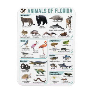 Magnet Flexible Animaux de Floride, faune sauvage de Floride, État