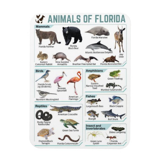 Magnet Flexible Animaux de Floride, faune sauvage de Floride, État (Vertical)