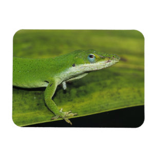 Magnet Flexible Anolis carolinensis, adulte sur palme