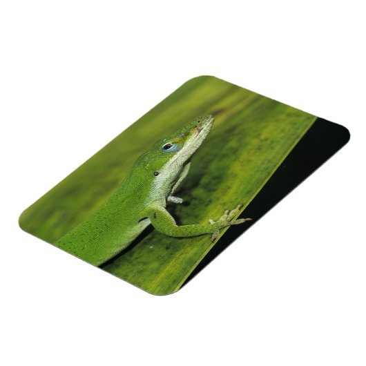 Magnet Flexible Anolis carolinensis, adulte sur palme (Côté Gauche)