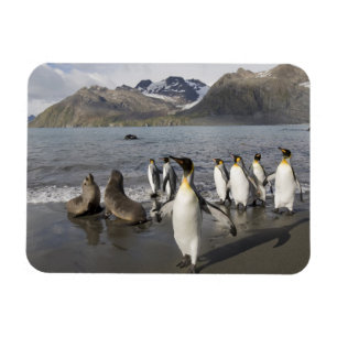 Magnet Flexible Antarctique, île de Géorgie du Sud (UK), Antarctiq