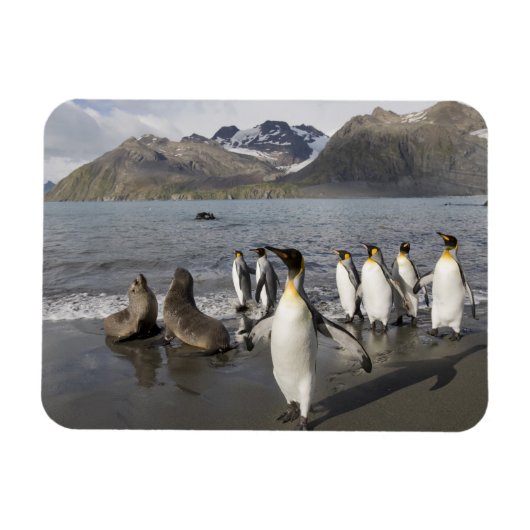 Magnet Flexible Antarctique, île de Géorgie du Sud (UK), Antarctiq (Horizontal)