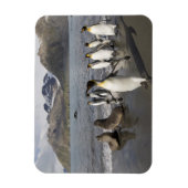 Magnet Flexible Antarctique, île de Géorgie du Sud (UK), Antarctiq (Vertical)