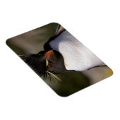 Magnet Flexible Antarctique, îles sub-antarctiques, Sud 5 (Côté Droit)