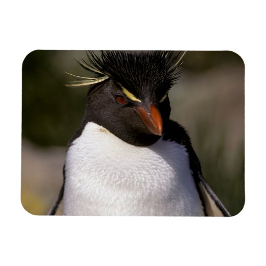 Magnet Flexible Antarctique, îles sub-antarctiques, Sud 5 (Horizontal)