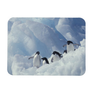 Magnet Flexible Antarctique. Pingouins d'Adelie