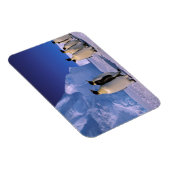 Magnet Flexible Antarctique, territoire australien antarctique, 7 (Côté Droit)