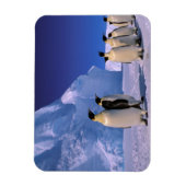 Magnet Flexible Antarctique, territoire australien antarctique, 7 (Vertical)