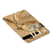 Magnet Flexible Antelope portrait de lapin, Arizona (Côté Droit)