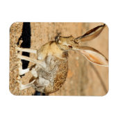 Magnet Flexible Antelope portrait de lapin, Arizona (Horizontal)