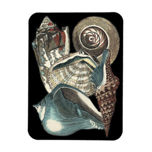 Magnet Flexible Anthologie de coquillage