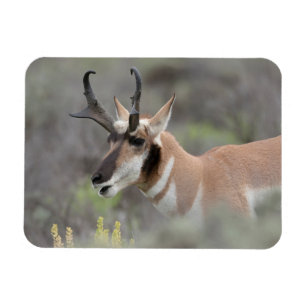 Magnet Flexible Antilope d'Amérique mâle   Grand Tetons