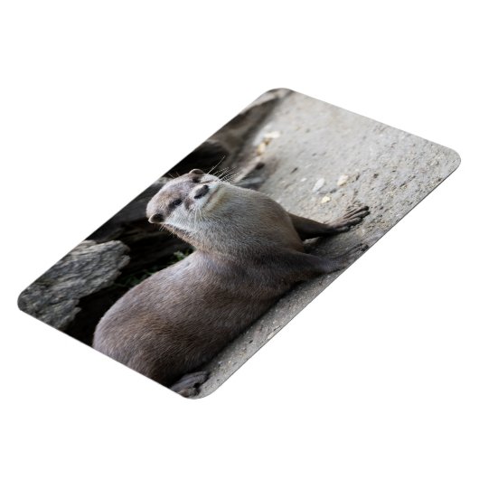 Magnet Flexible Aonyx cinerea (Côté Gauche)