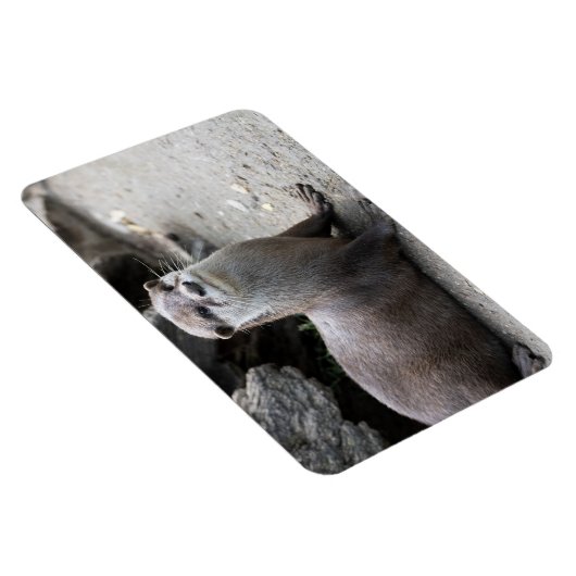 Magnet Flexible Aonyx cinerea (Côté Droit)