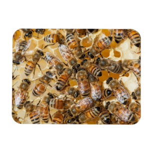 Magnet Flexible Apiculture à Arlo's Honey Farm