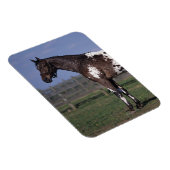 Magnet Flexible Appaloosa Cheval debout (Côté Droit)