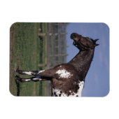 Magnet Flexible Appaloosa Cheval debout (Horizontal)