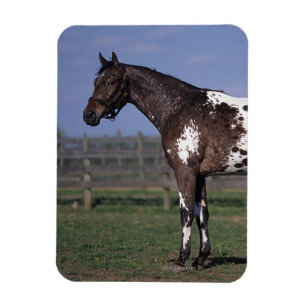 Magnet Flexible Appaloosa Cheval debout