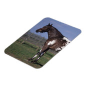 Magnet Flexible Appaloosa Cheval debout (Côté Gauche)